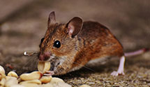 24 Hour & Emergency Exterminators in Brisbane, CA